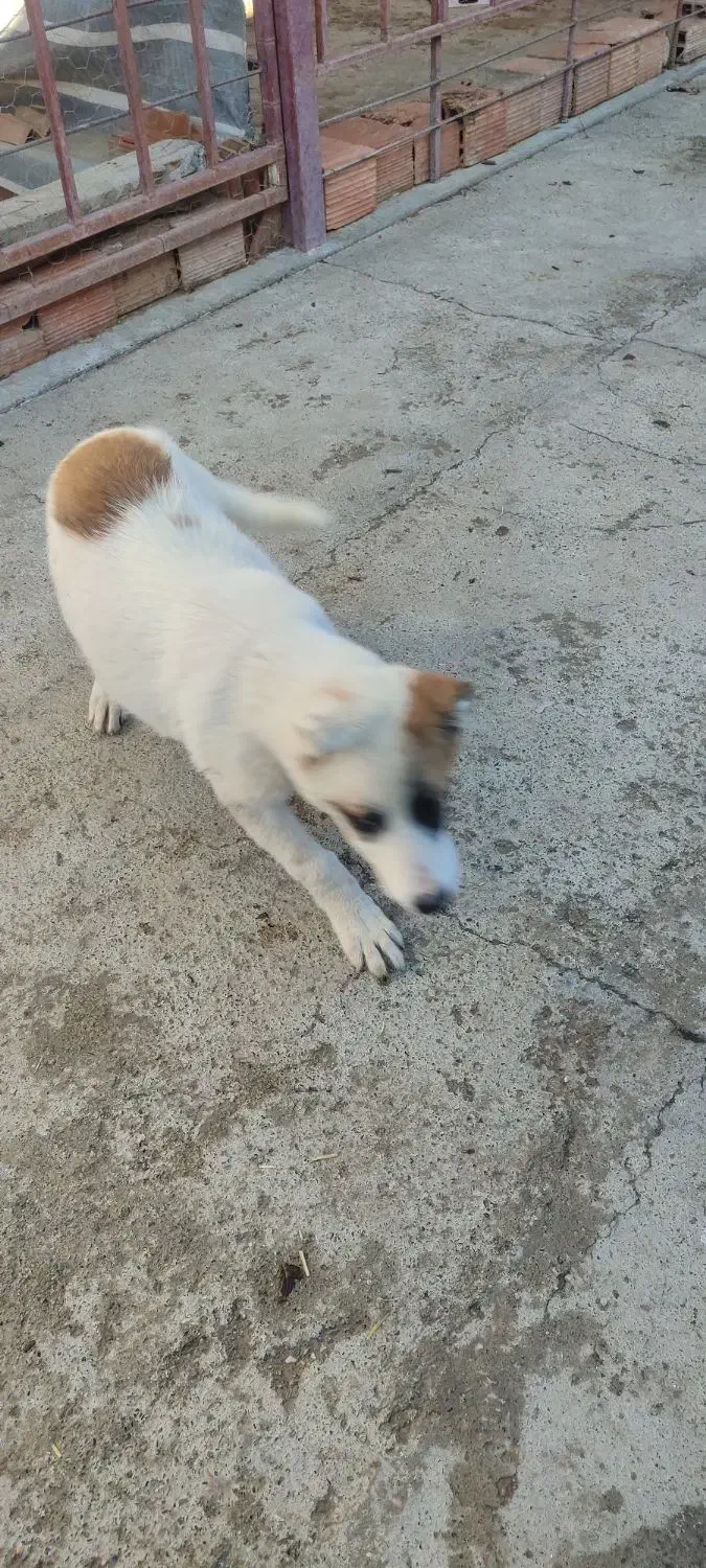 توله سگ نر ۴/۵ماهه|سگ|سیمین شهر, |دیوار