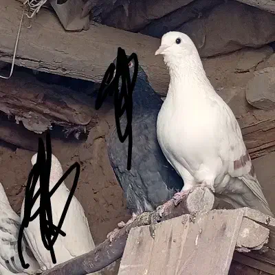 کفتر رفتنی|پرنده|بستان آباد, |دیوار