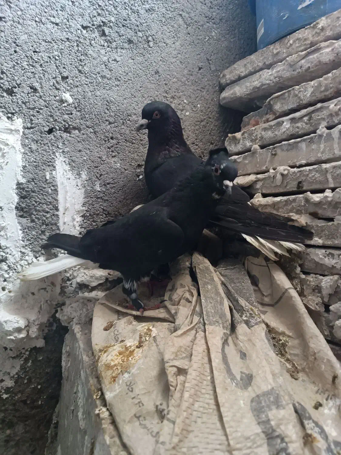 کفتر یا کبوتر نر ماده زاغ دم سفید|پرنده|رضویه, |دیوار