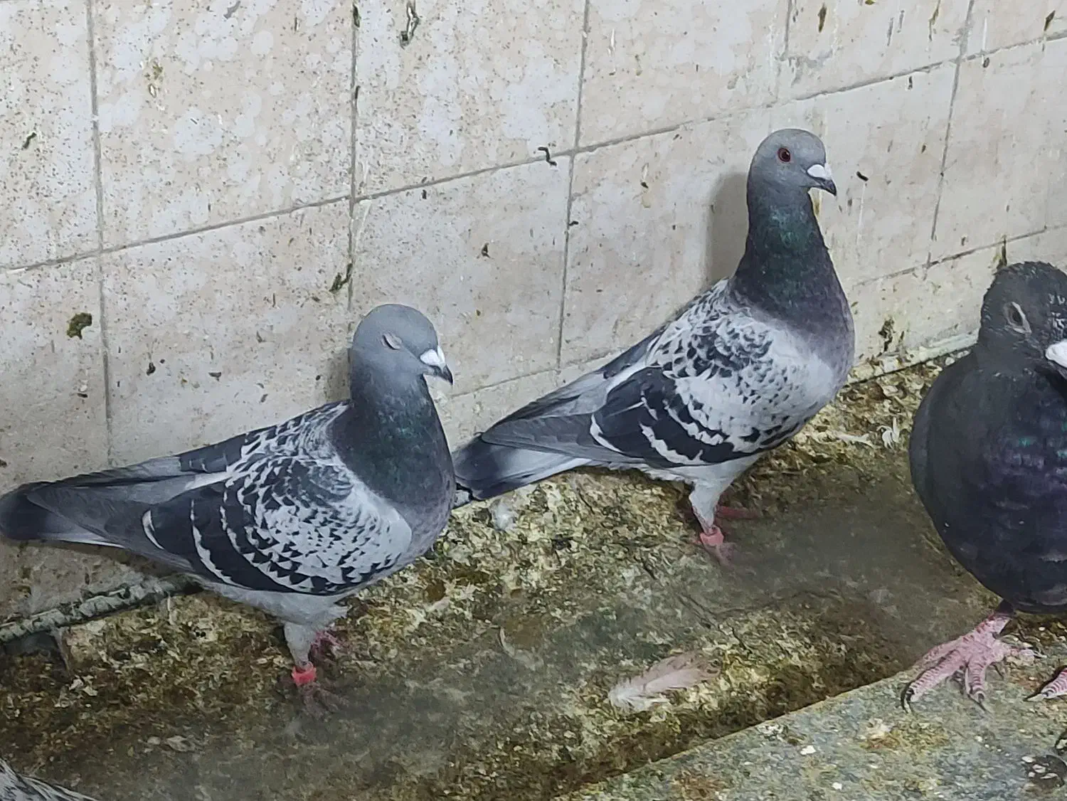 پلاکی|پرنده|کوه چنار, |دیوار