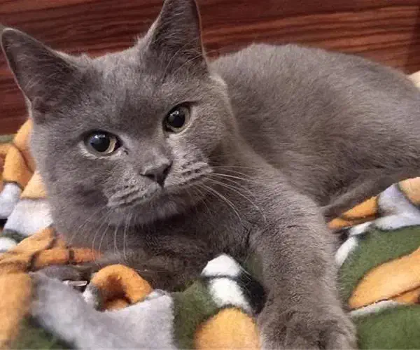 اسکاتیش آنفولد نر|گربه|مشهد, انقلاب|دیوار