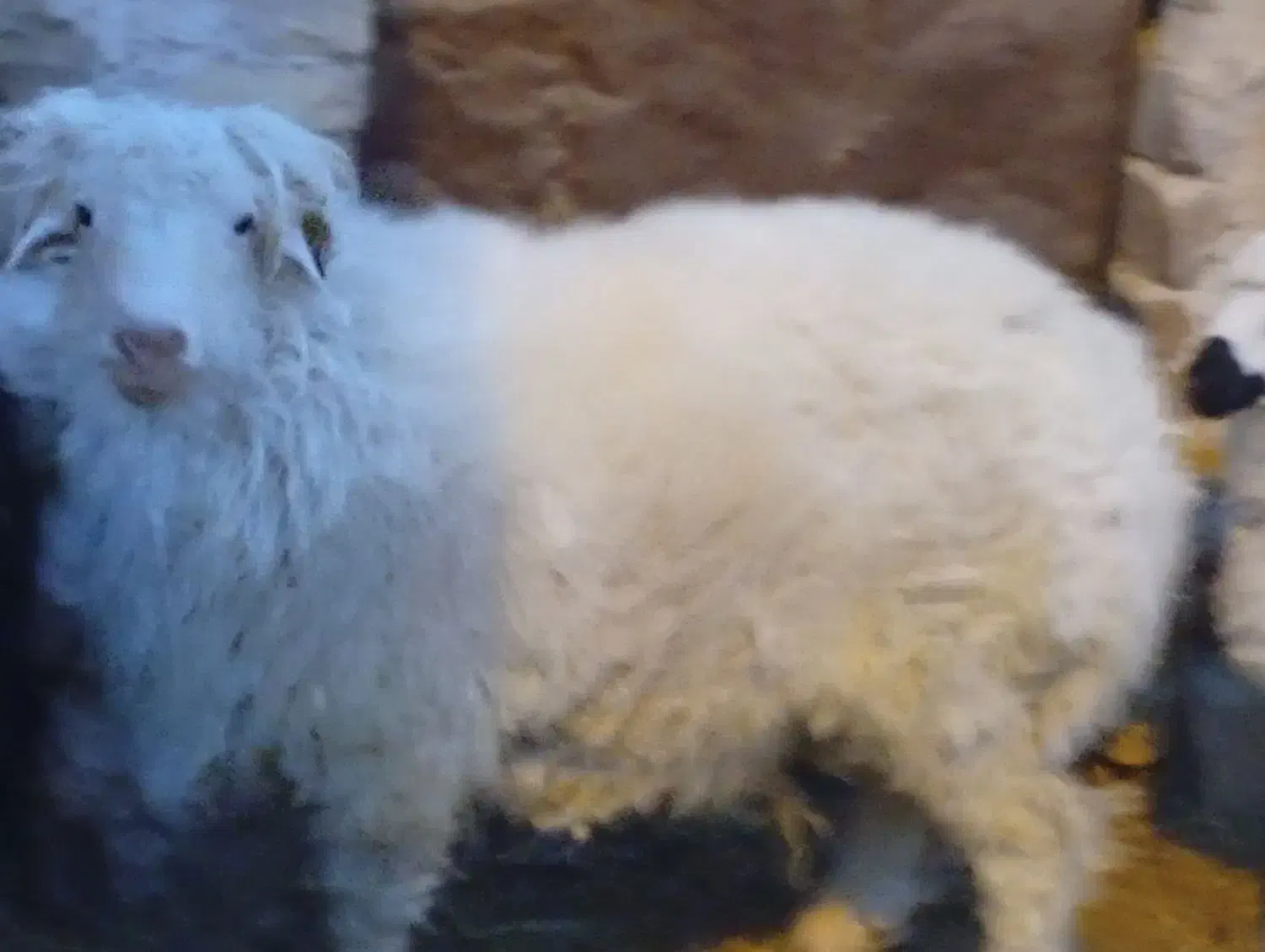 یک عدد بره نر|حیوانات مزرعه|خوسف, |دیوار