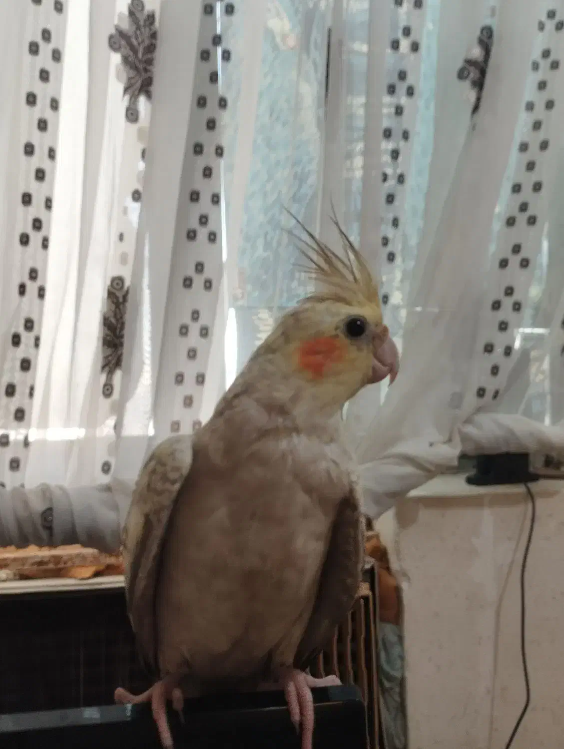 گمشده عروس هلندی|حیوانات|بندرعباس, |دیوار