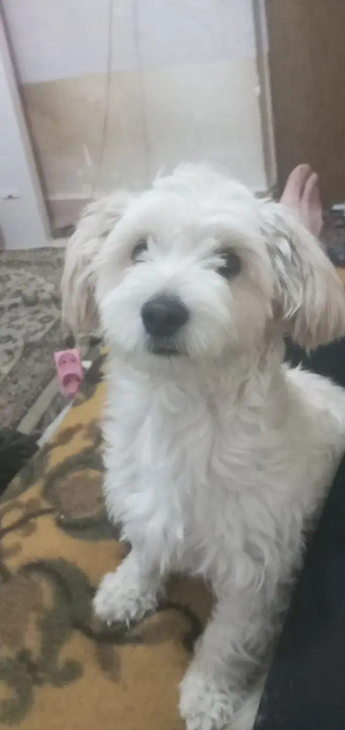 سگ اشپیتز تریر|سگ|رشت, جماران|دیوار