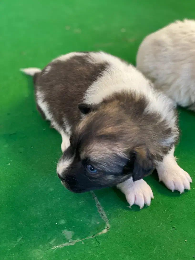 سگ تریر دوهفتشونه|سگ|مشهد, هنرستان|دیوار