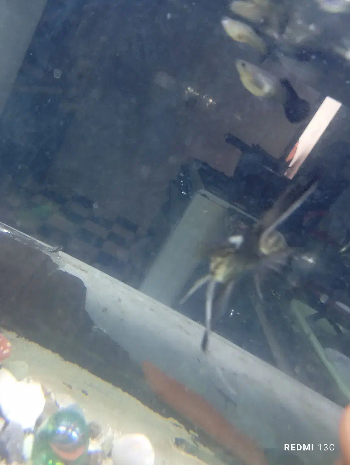 ماهی|ماهی|جهرم, |دیوار