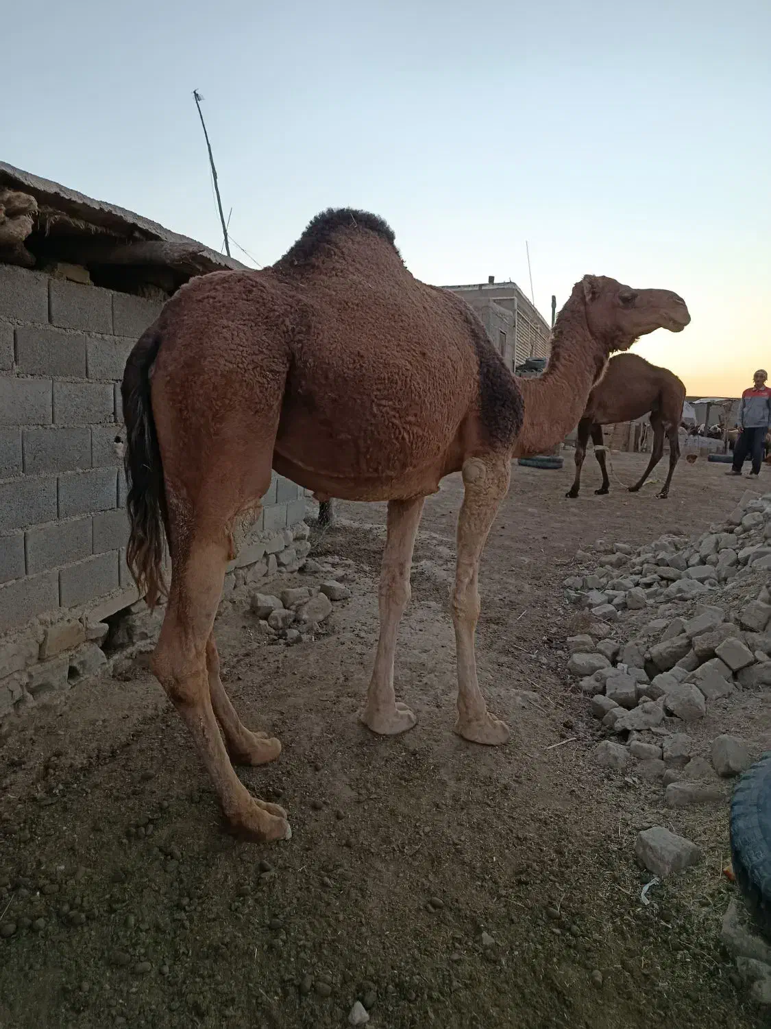 شتر با بچه شتر ۱ساله|حیوانات مزرعه|مراوه, |دیوار