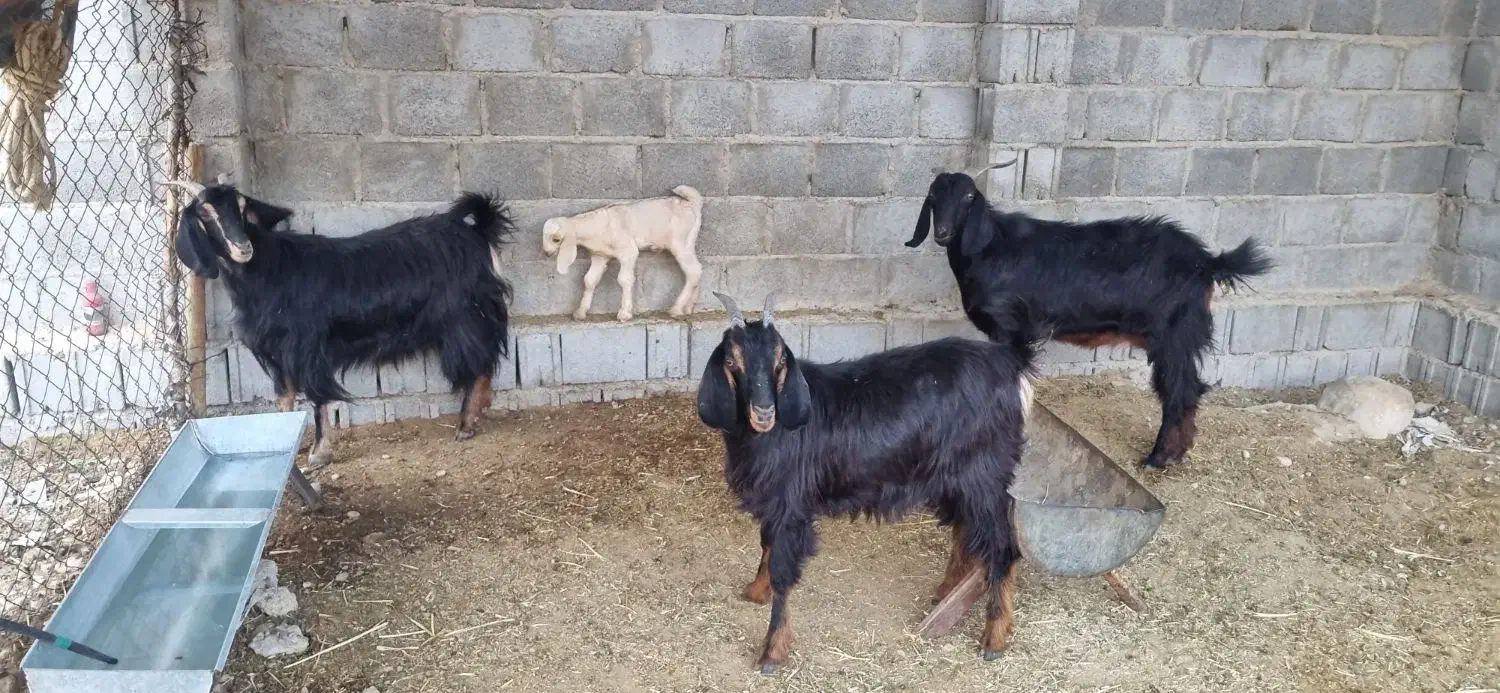 بز داشتی زائیده و آبستن|حیوانات مزرعه|کاکی, |دیوار