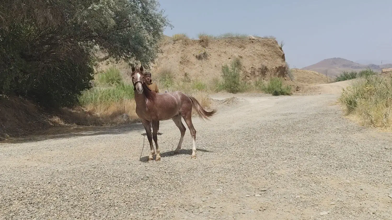 یک اسب و دو مادیون|اسب و تجهیزات اسبسواری|احمدآبادمستوفی, |دیوار