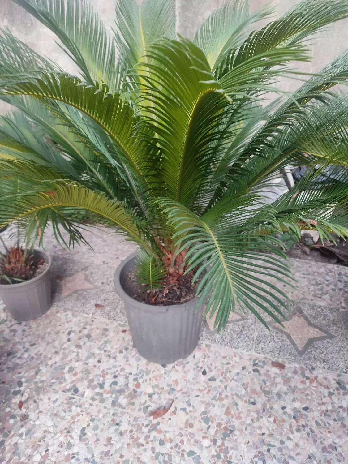 گل سیکاس در چندین سایز|گل و گیاه طبیعی|بندر انزلی, آذربایجان|دیوار