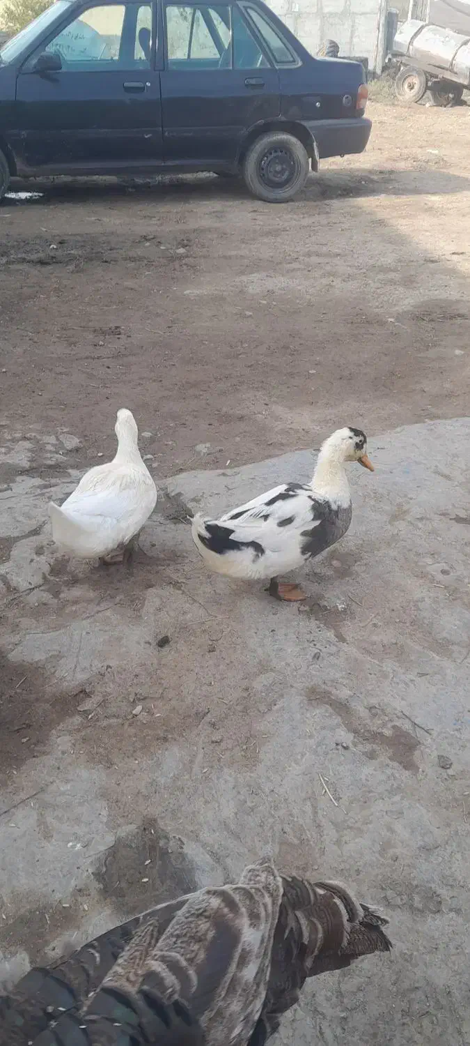 اردک|حیوانات مزرعه|آبش احمد, |دیوار