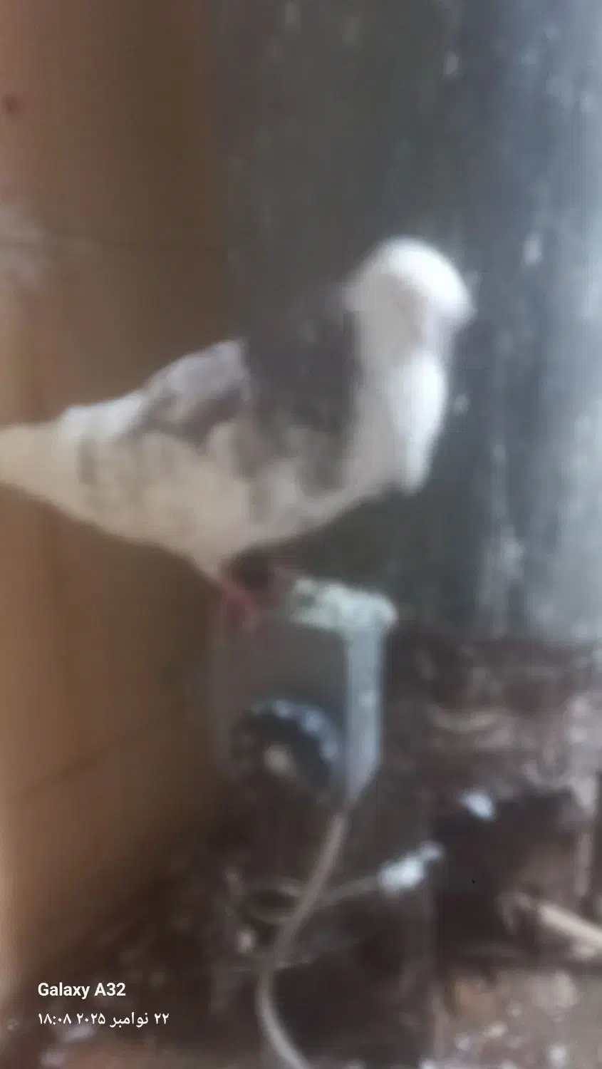 کبوترخوشکل|پرنده|قائم‌شهر, |دیوار