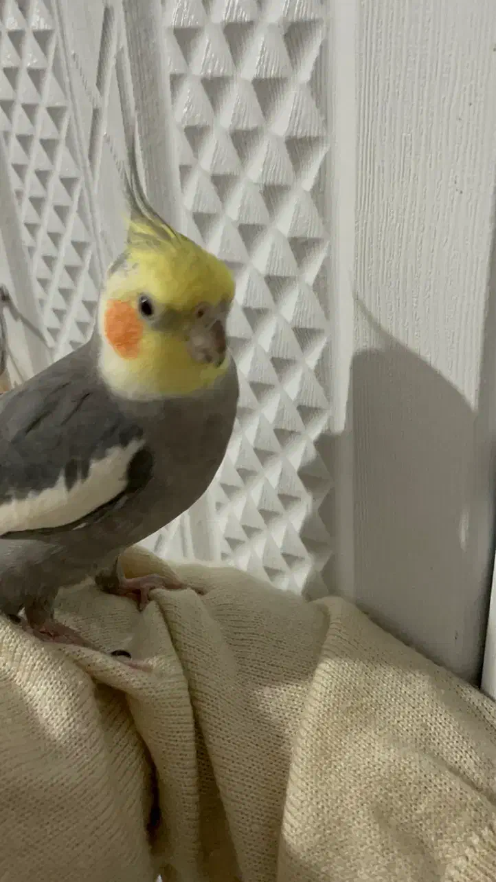 گمشده عروس هلندی|حیوانات|قم, زند آباد|دیوار