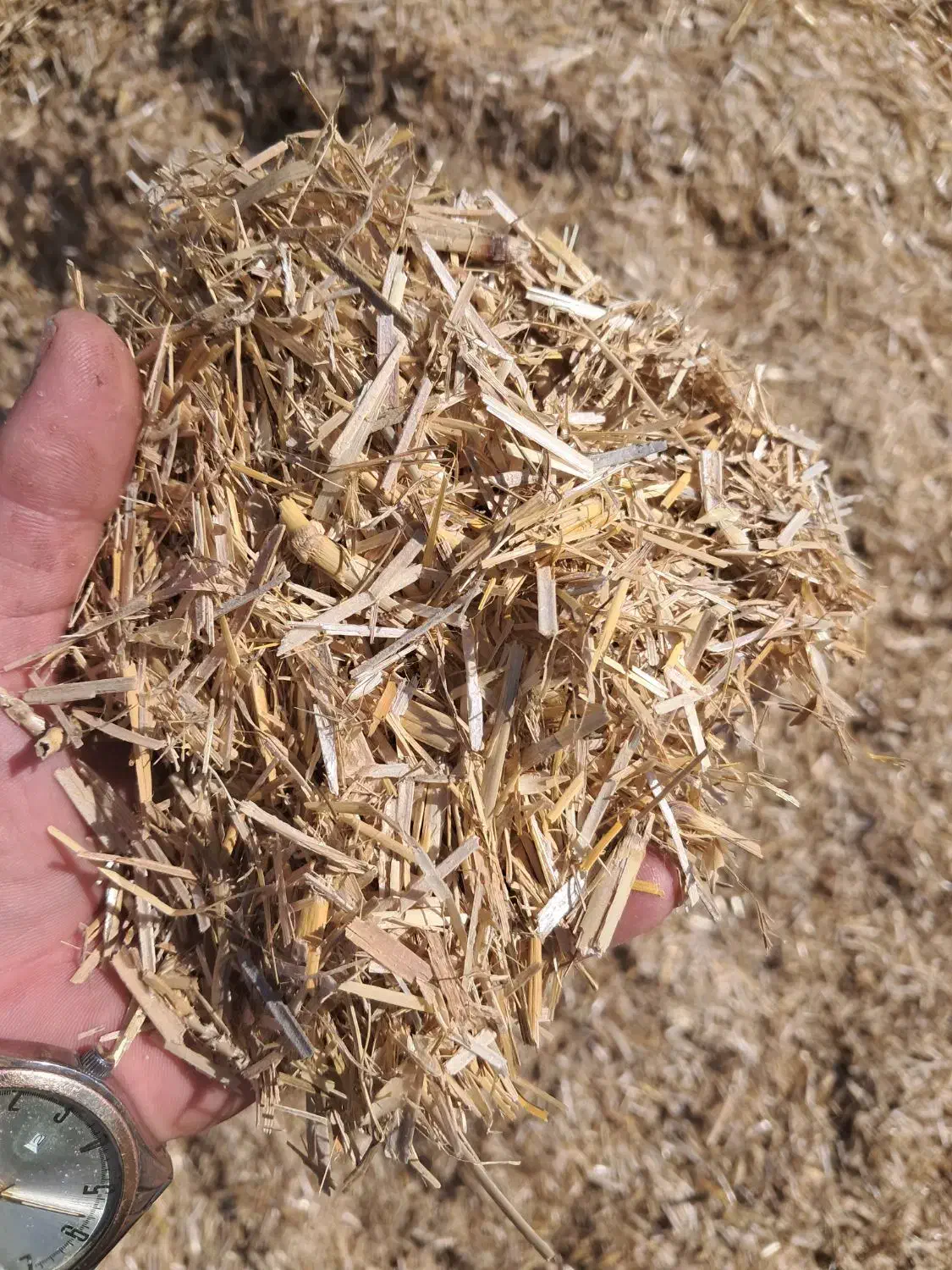 فروش کاه|حیوانات مزرعه|شیراز, لاله|دیوار