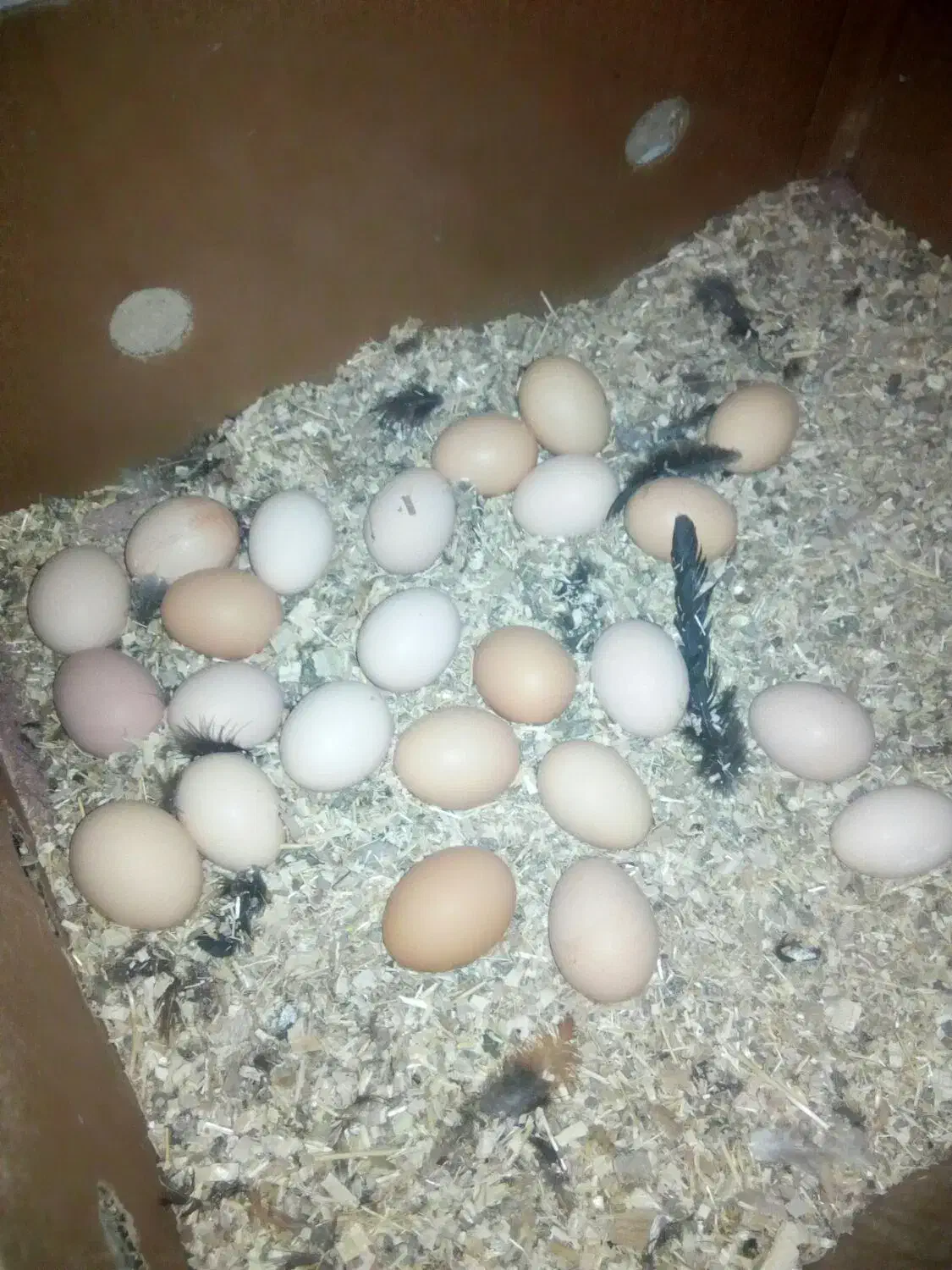 تخم مرغ|حیوانات مزرعه|یاسوج, |دیوار