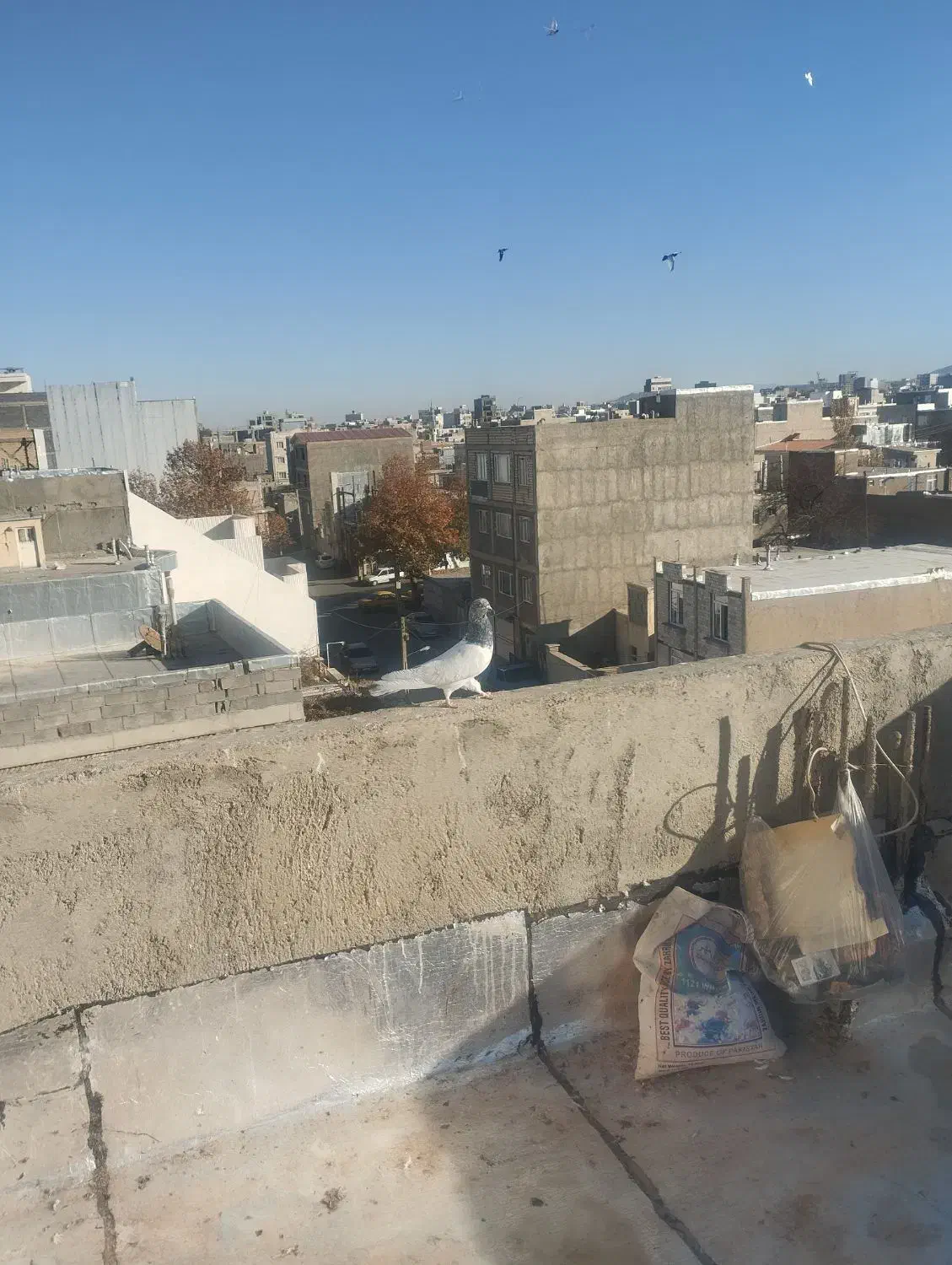 کبوتر|پرنده|قروه, |دیوار