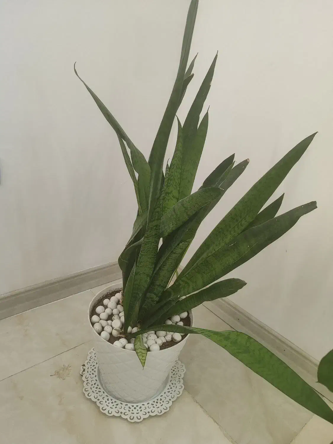 گل  آپارتمانی و گلدان|گل و گیاه طبیعی|جم, |دیوار