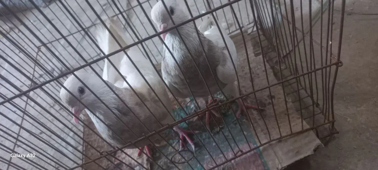 طوقی اجوری جفت ۹۰۰|پرنده|بندرعباس, |دیوار