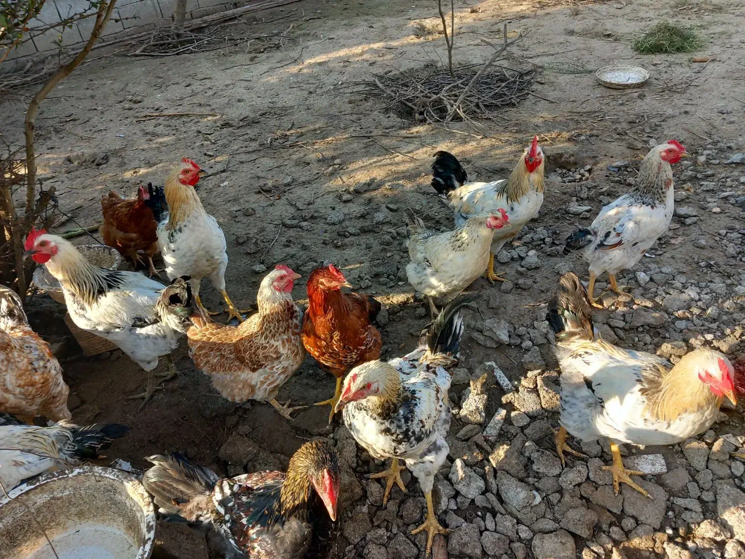 مرغ وخروس ارگانیک|حیوانات مزرعه|قائم‌شهر, |دیوار