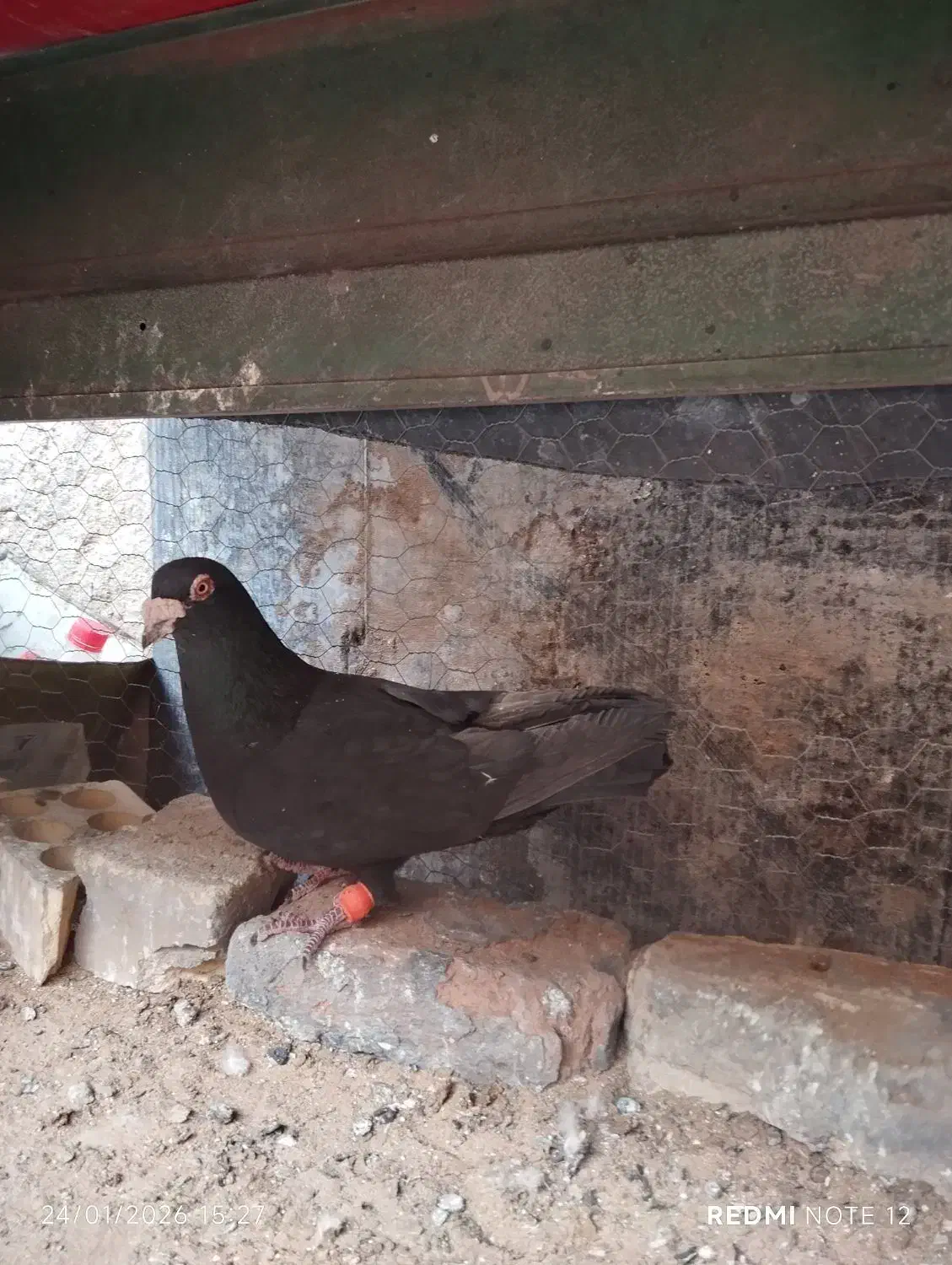 کفتر گم شده|حیوانات|یزد, |دیوار