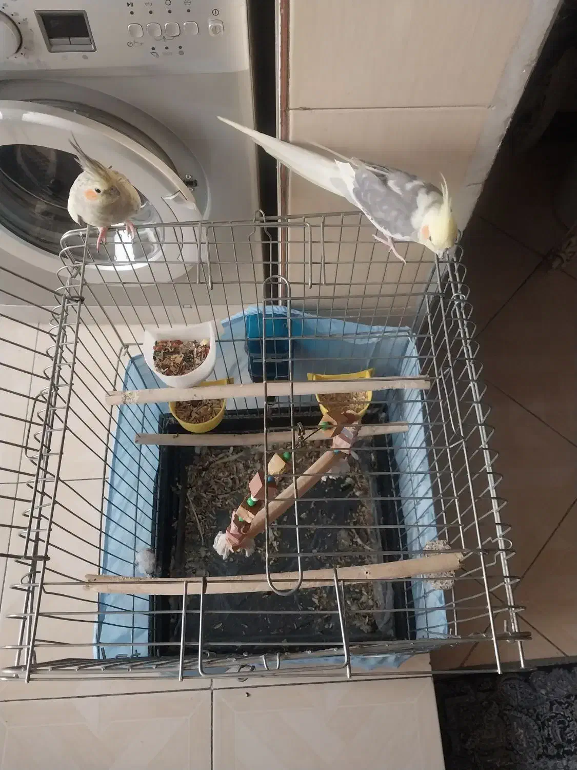 عروس هلندی نروماده|پرنده|اسلام‌شهر, شهرک سعیدیه|دیوار