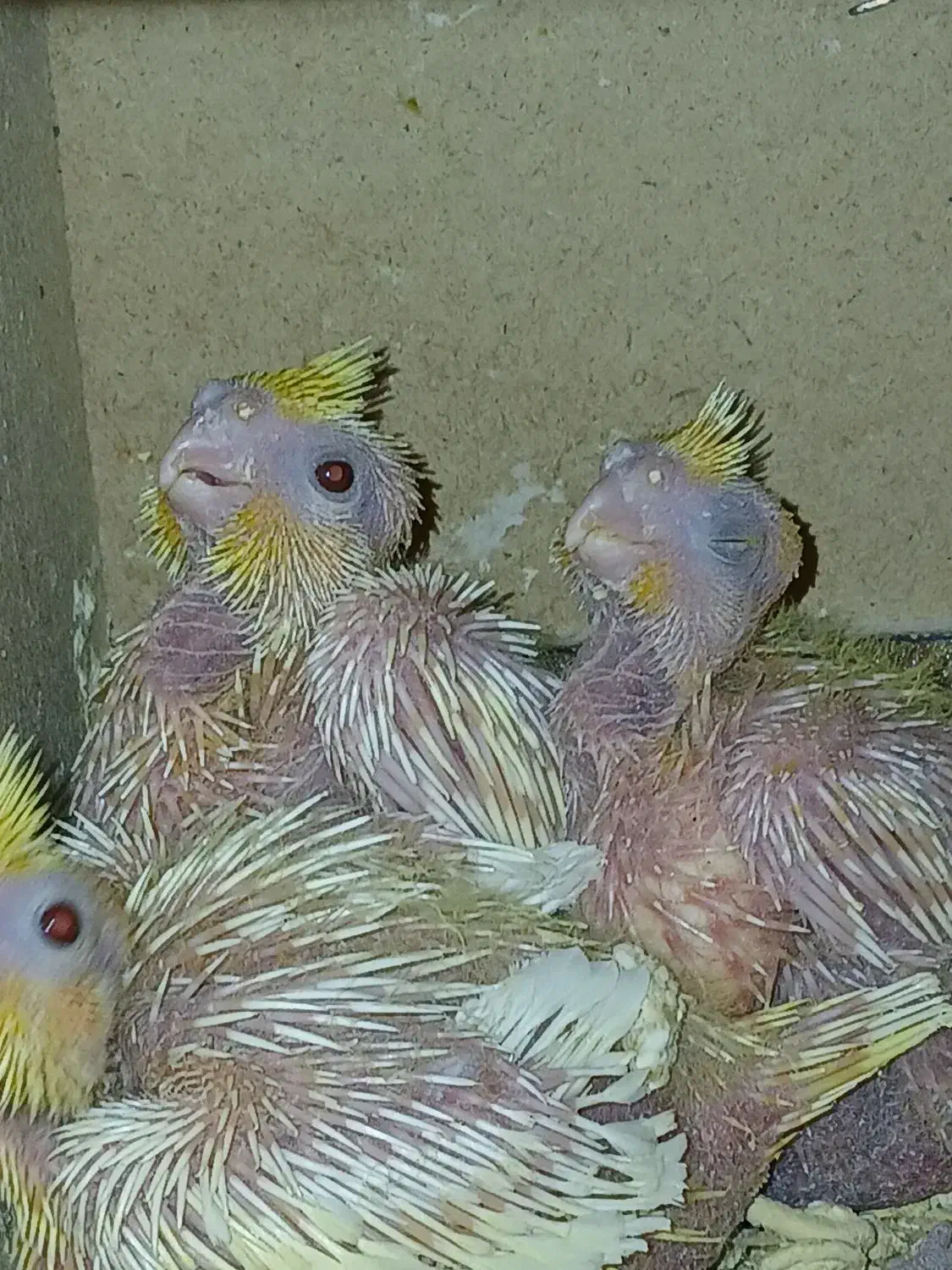 جوجه عروس هلندی لوتینو|پرنده|ابریشم, |دیوار