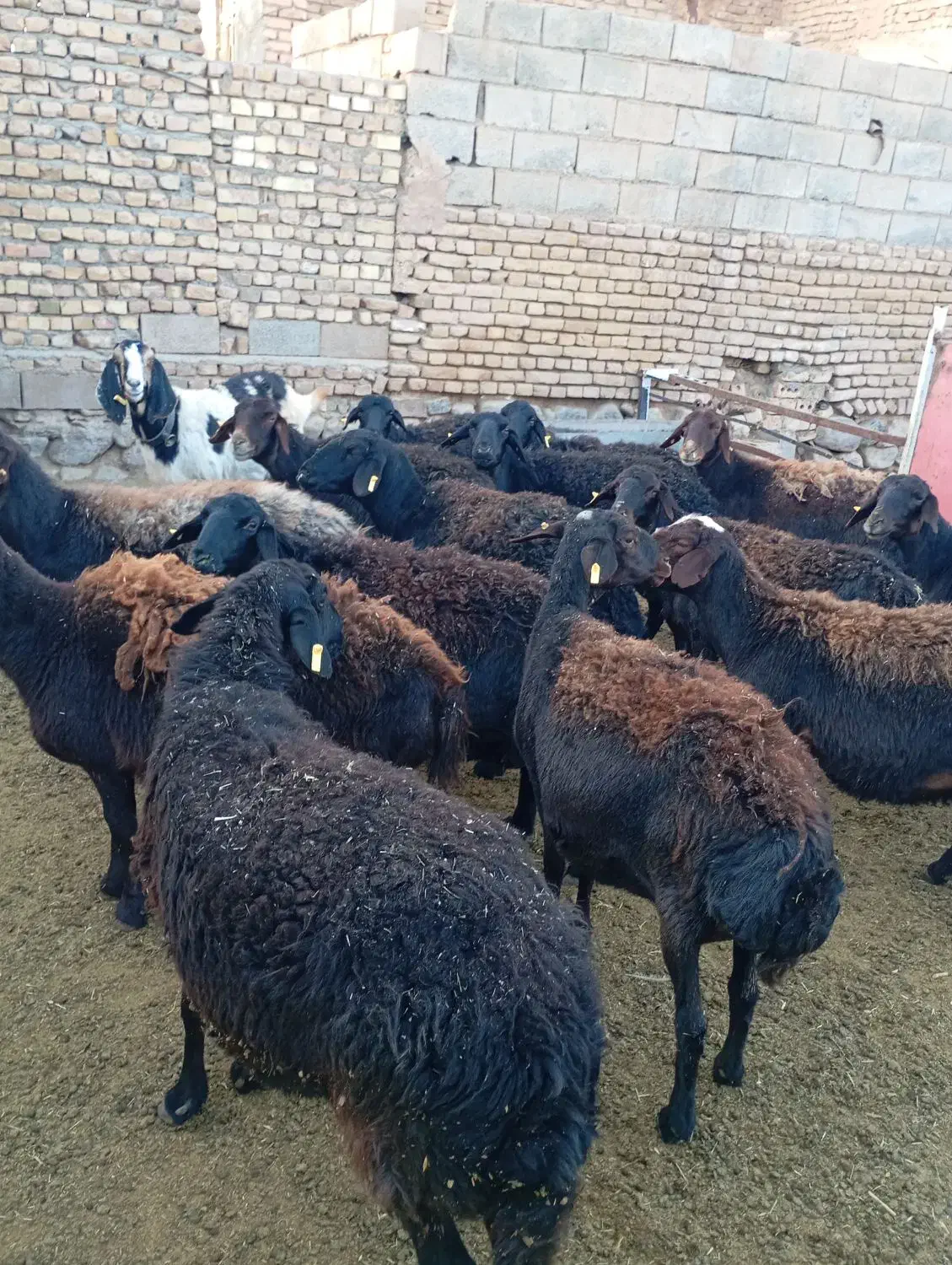 میش عزل افشار 14عدد|حیوانات مزرعه|تربت‌حیدریه, میدان مرکزی|دیوار