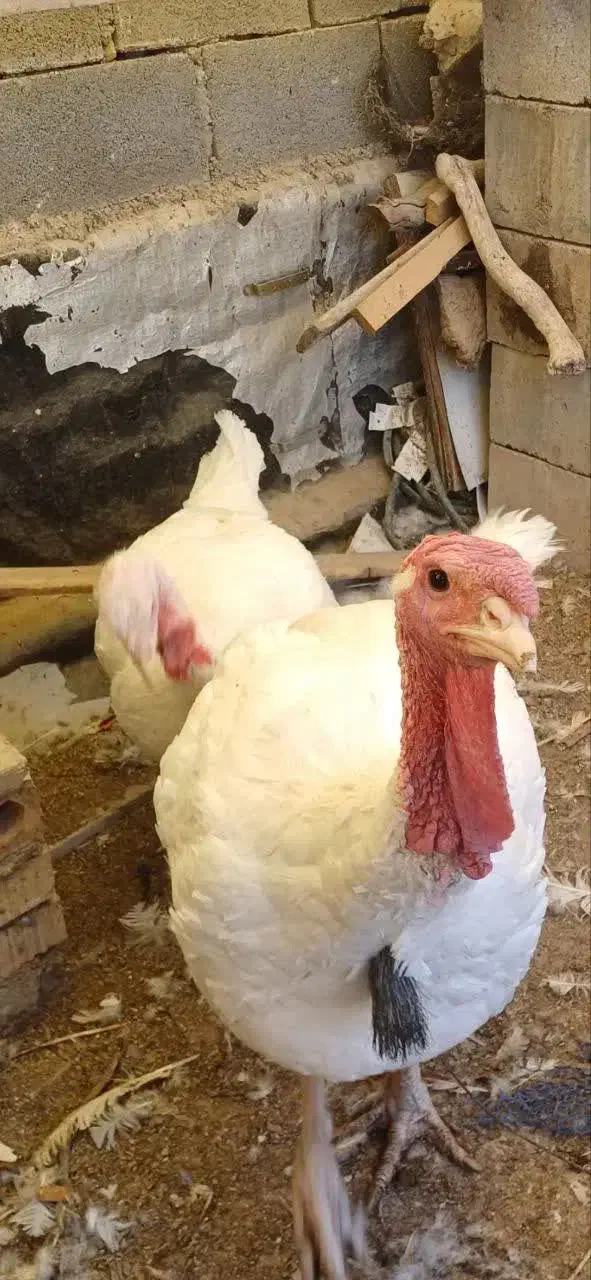 فروش یک جفت بوقلمون مولد نژاد بیوتی|حیوانات مزرعه|شیراز, شهرک والفجر|دیوار