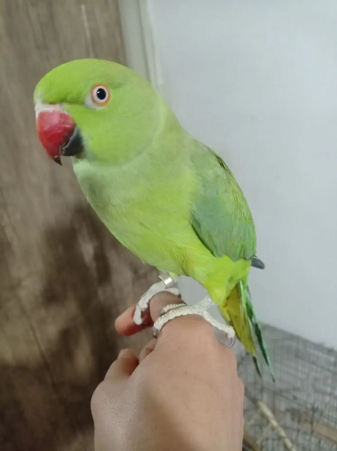 طوطی ملنگو حلقه پا ماده مست مست|پرنده|چهاردانگه (تهران), |دیوار