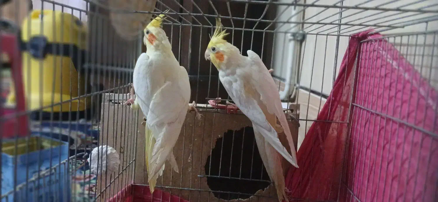 جفت عروس بالق|پرنده|سیرجان, |دیوار