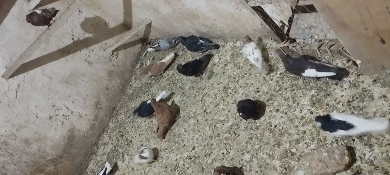 کبوتر|پرنده|الوند, |دیوار