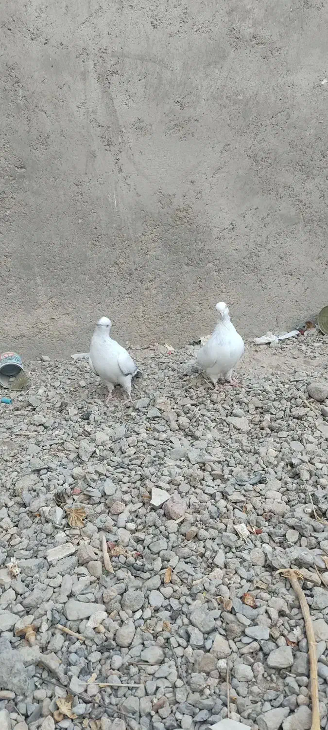 پرنده|پرنده|خاش, |دیوار