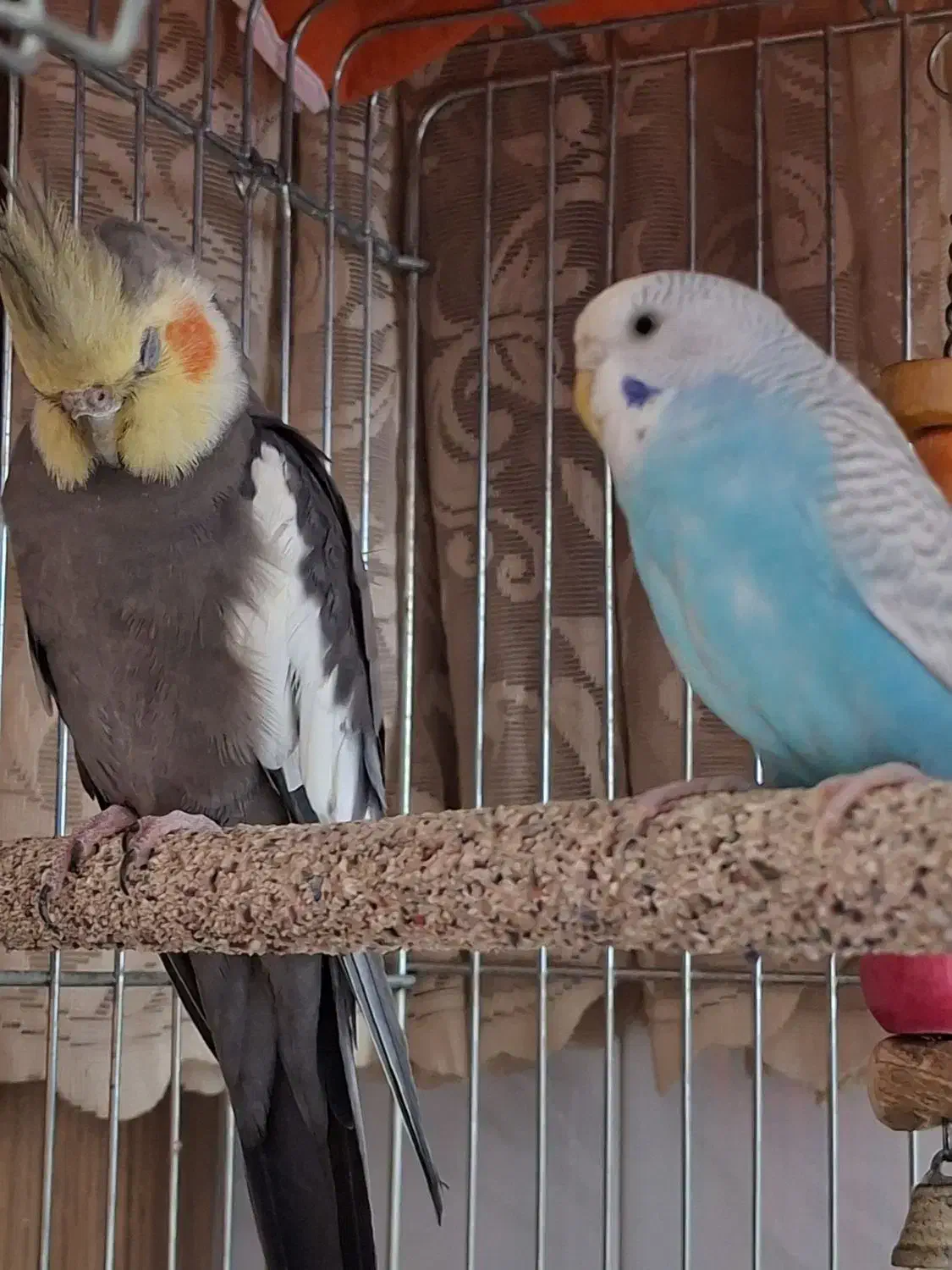 پرنده .مرغ عشق وقناری و عروس هلندی|پرنده|شیراز, رکن‌آباد|دیوار