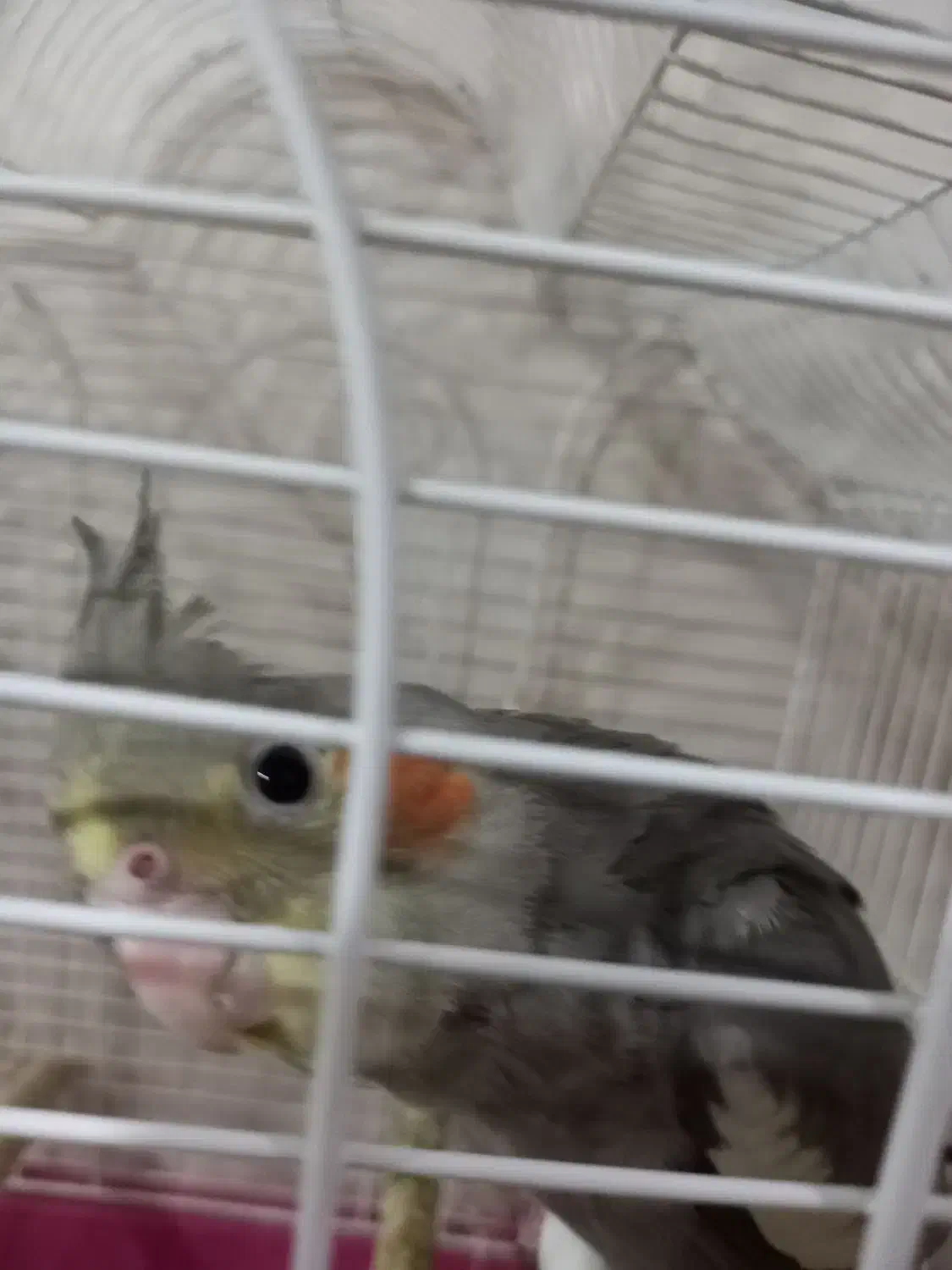 عروس هلندی|پرنده|صباشهر, |دیوار