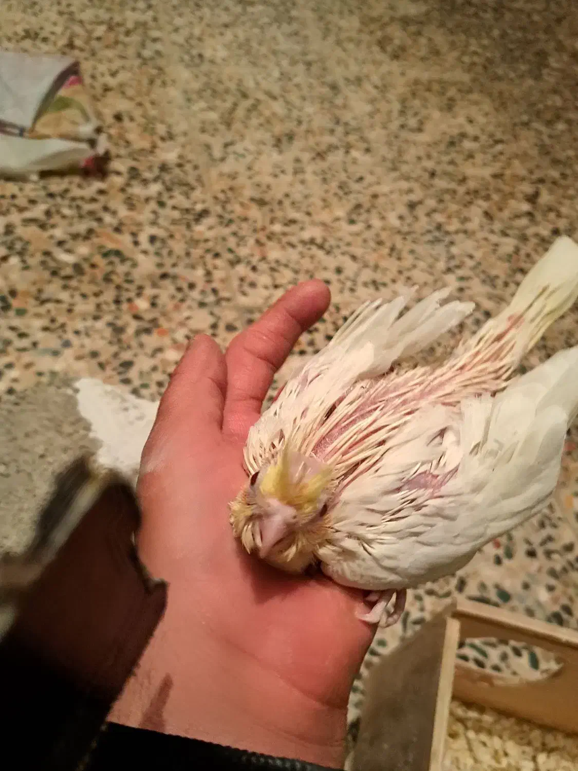 فروش جوجه عروس هلندی  لتینو سرلاکی قیمت 450|پرنده|دوگنبدان, |دیوار