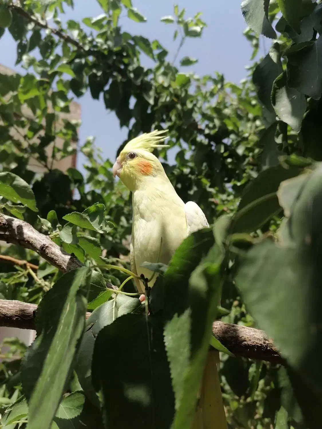 عروس هلندی|پرنده|قم, یزدان‌شهر|دیوار