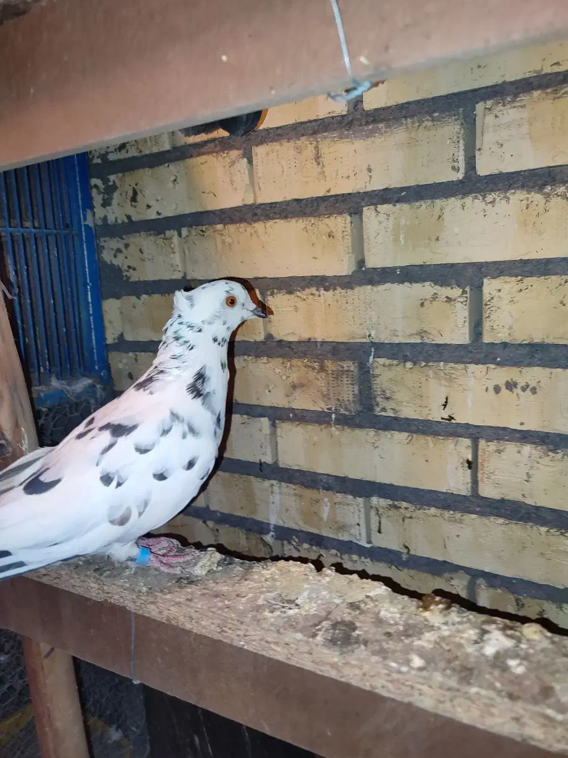 کفترهای پرشی|پرنده|خوانسار, |دیوار