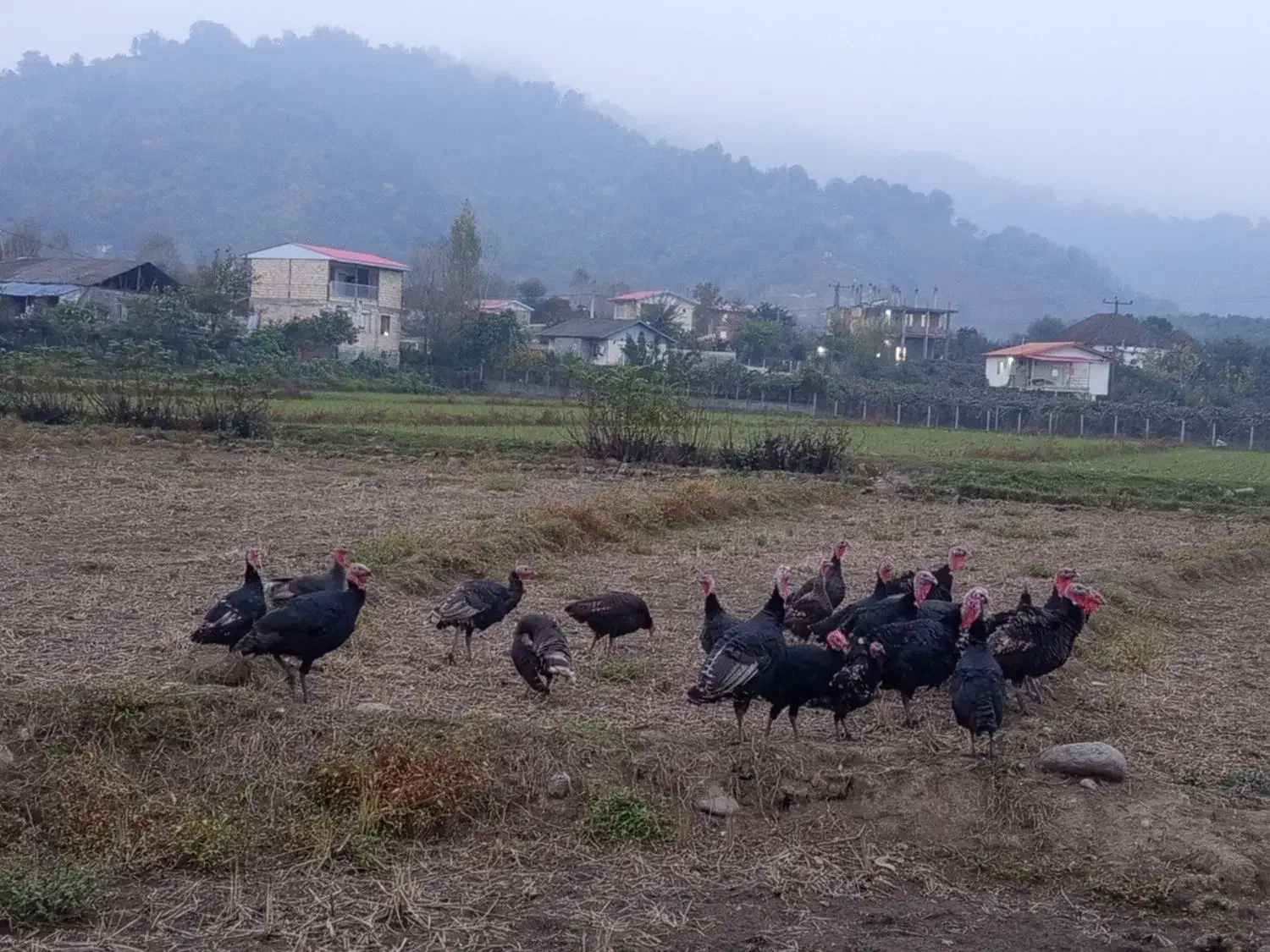 بوقلمون|حیوانات مزرعه|چوبر, |دیوار