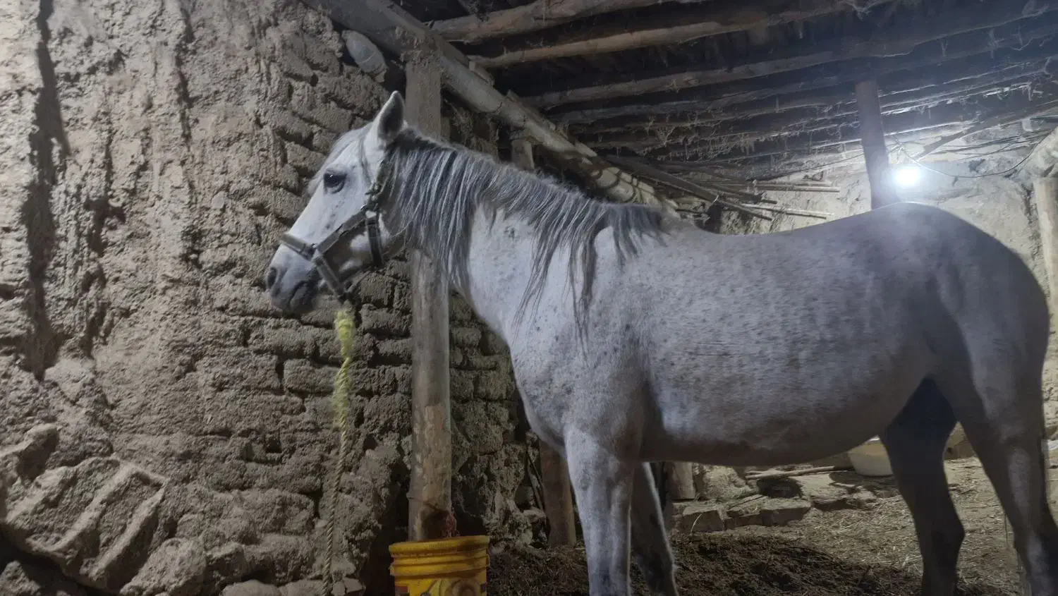 اسب|حیوانات مزرعه|نوبران, |دیوار