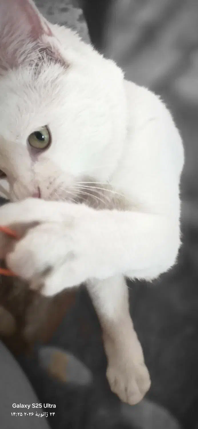 گربه سفید|گربه|اصفهان, برازنده|دیوار