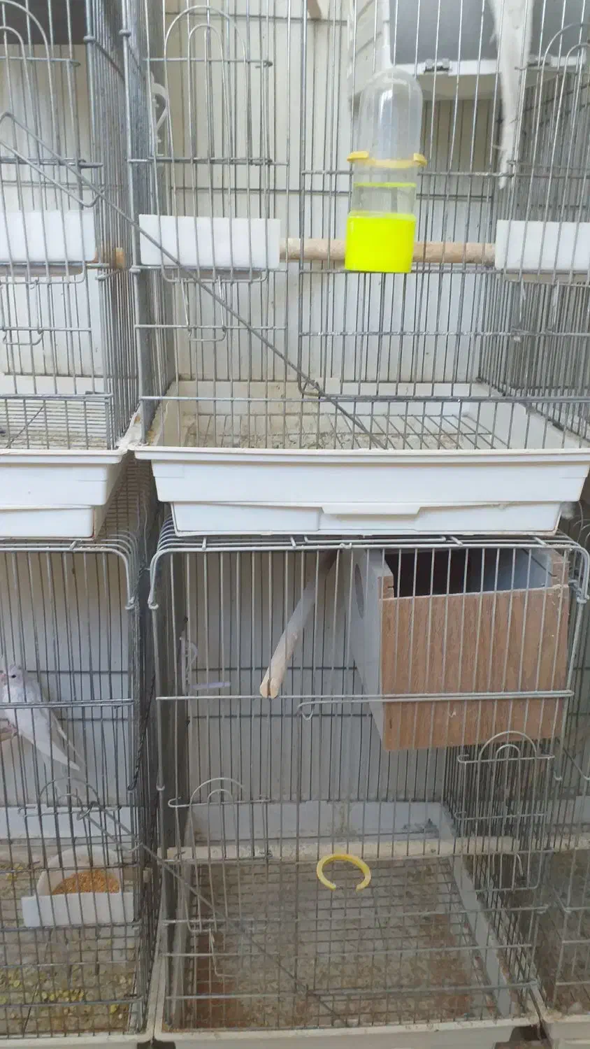 قفس عروس هلندی|لوازم جانبی حیوانات|اهر, |دیوار