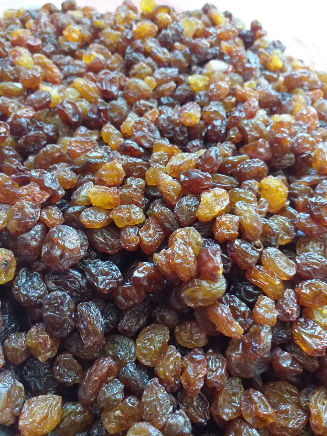 کشمش آفتابی|خوردنی و آشامیدنی|قزوین, |دیوار