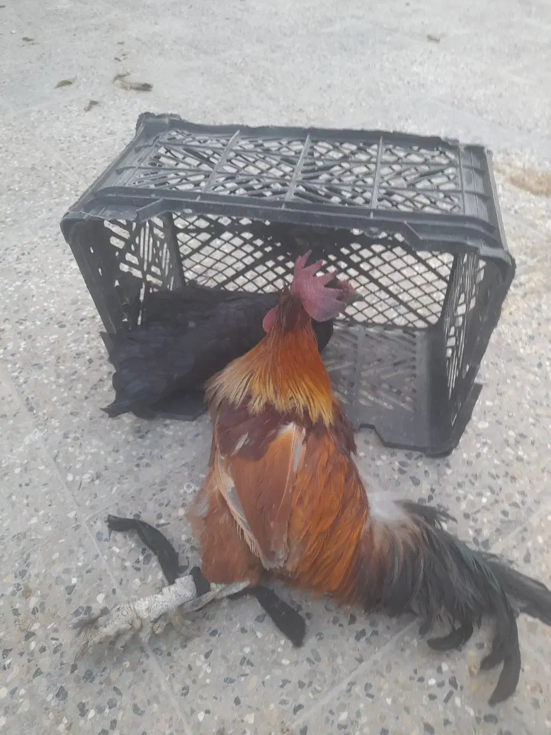 فروشه ۳ عدد مرغ و خروس|حیوانات مزرعه|دهدشت, |دیوار