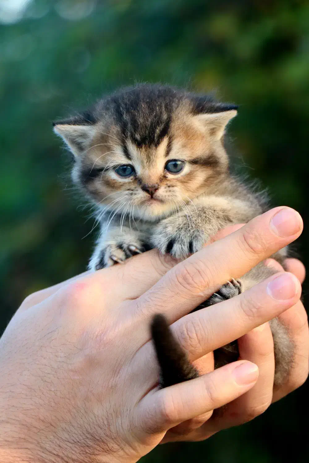 اسکاتیش بریتیش ماده بچه|گربه|رشت, منظریه|دیوار