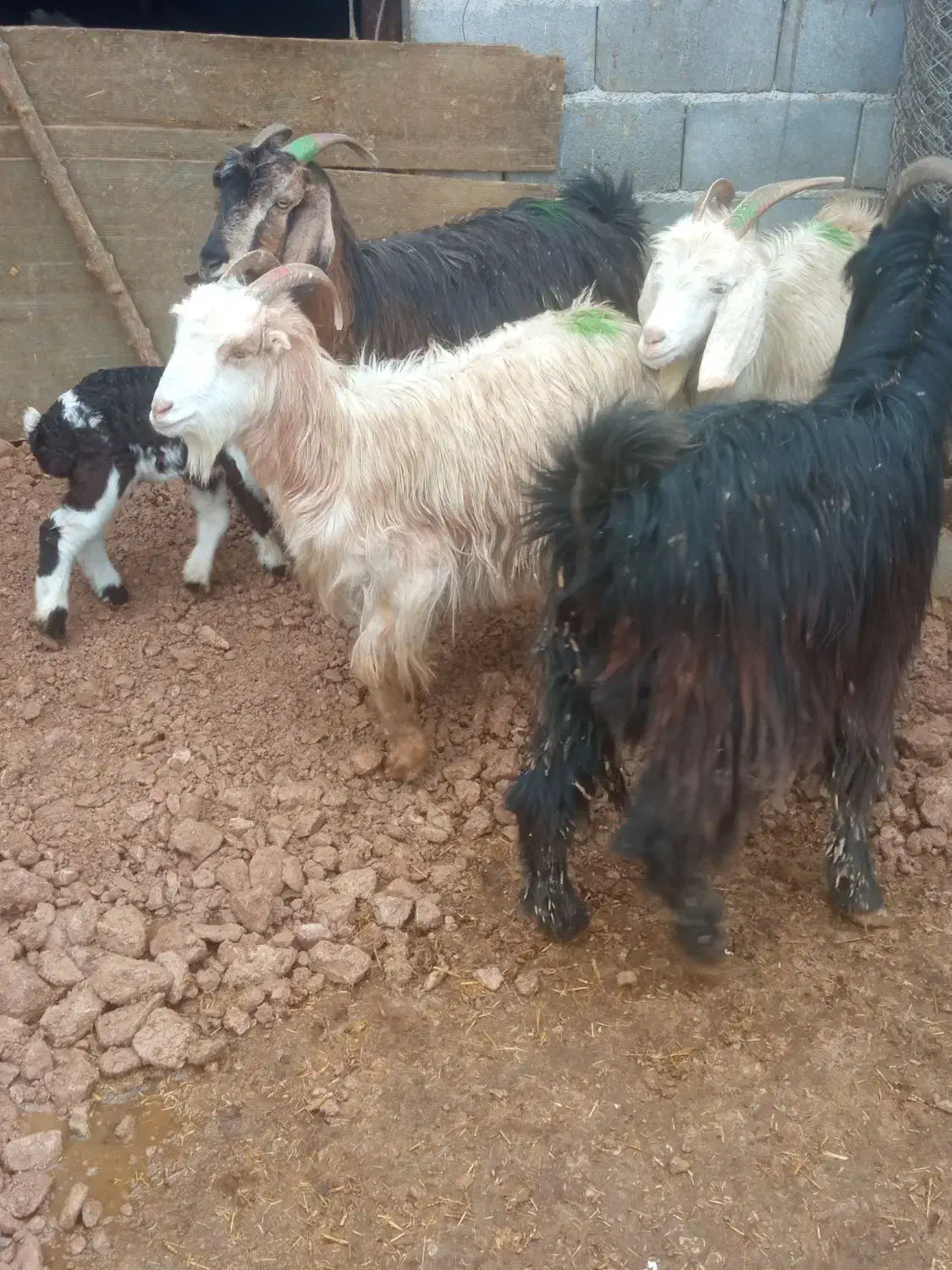 بزوچبش|حیوانات مزرعه|مرودشت, ده بید|دیوار