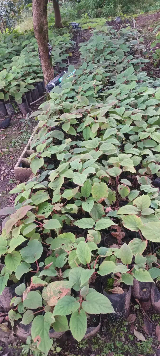 نهال کیوی تلخ|گل و گیاه طبیعی|چوبر, |دیوار