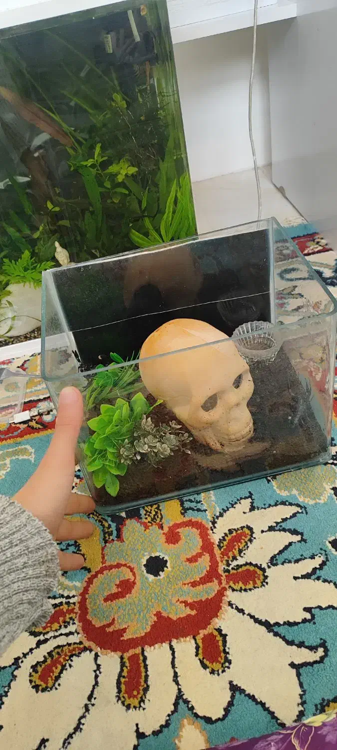 آکواریوم ماهی|ماهی|اردبیل, |دیوار