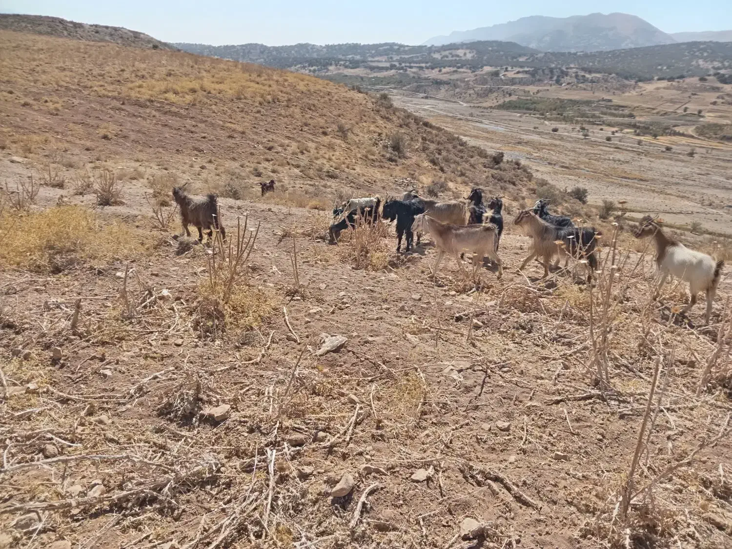 بز داشتی|حیوانات مزرعه|شیراز, احمدآباد|دیوار