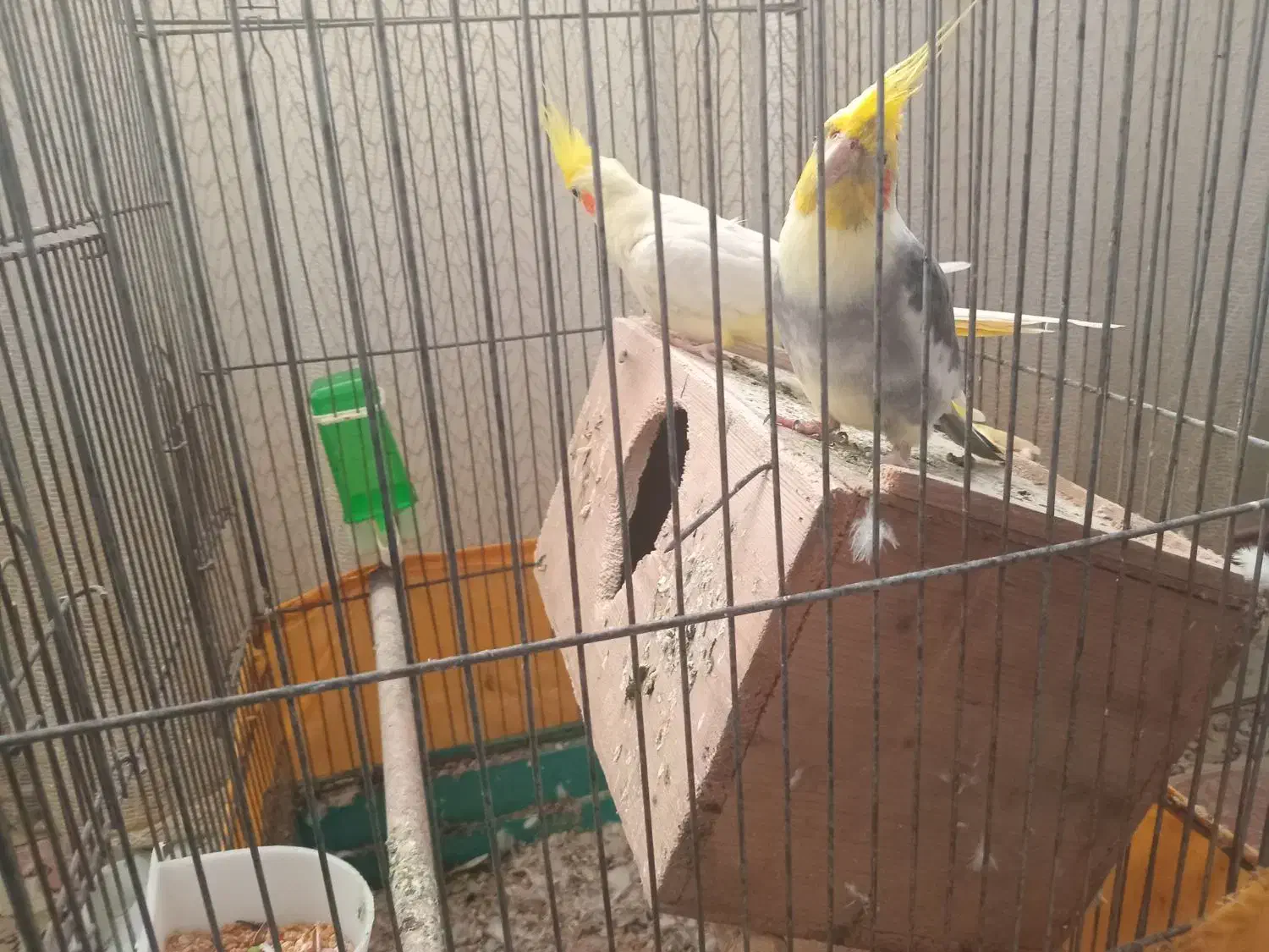 دوعددطوطیعروس|پرنده|رشت, شهرک صبا|دیوار