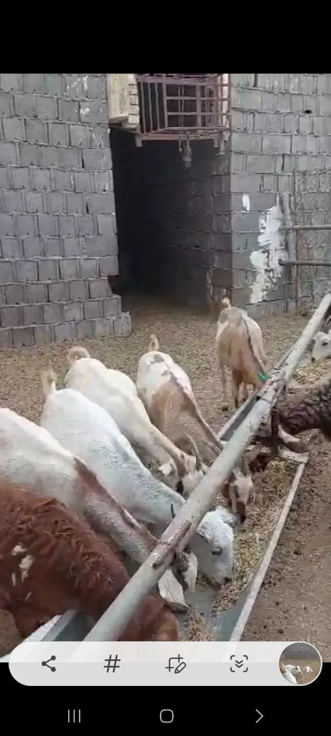 فروش بز|حیوانات مزرعه|بندر کنگان, |دیوار